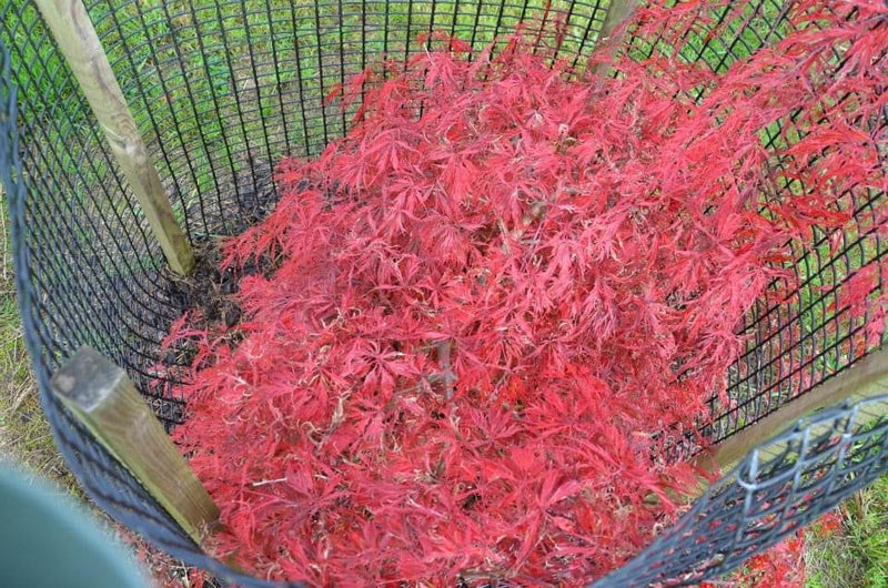 - Acer palmatum 'Pink Ballerina' Japanese Maple - Mr Maple │ Buy Japanese Maple Trees