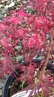 - Acer palmatum 'Pink Ballerina' Japanese Maple - Mr Maple │ Buy Japanese Maple Trees