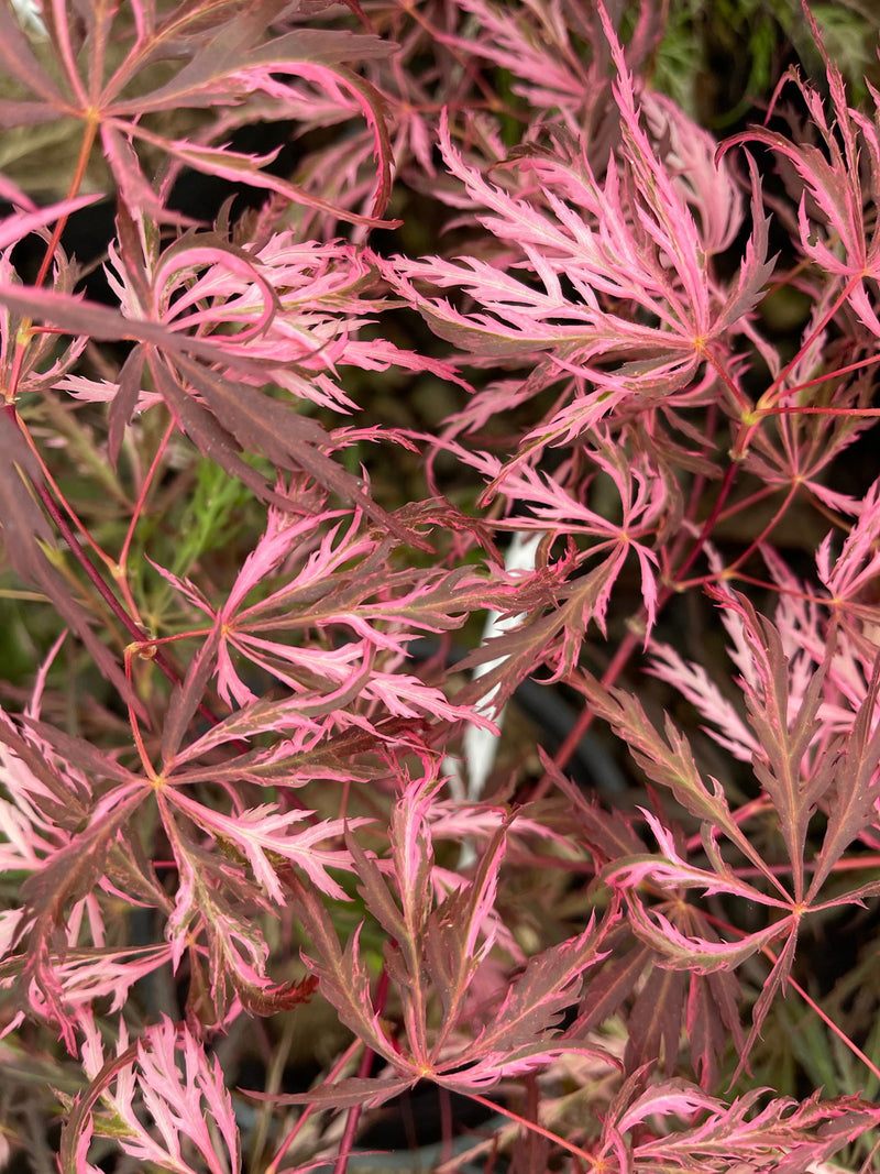 - Acer palmatum 'Pink Ballerina' Japanese Maple - Mr Maple │ Buy Japanese Maple Trees