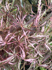 - Acer palmatum 'Pink Ballerina' Japanese Maple - Mr Maple │ Buy Japanese Maple Trees