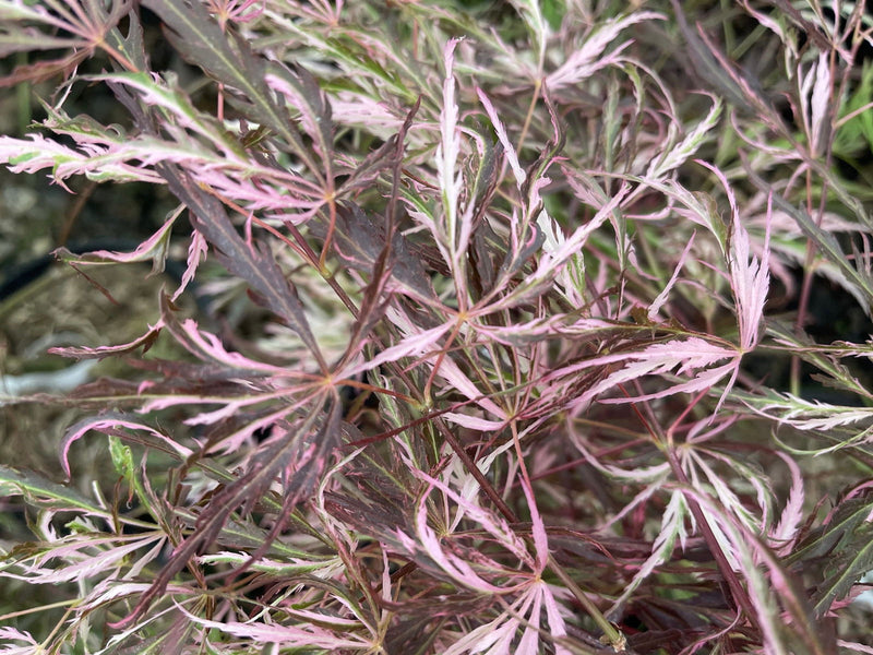 - Acer palmatum 'Pink Ballerina' Japanese Maple - Mr Maple │ Buy Japanese Maple Trees