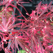 - Acer palmatum 'Pink Ballerina' Japanese Maple - Mr Maple │ Buy Japanese Maple Trees