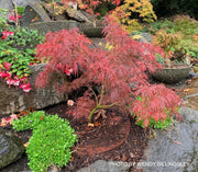 - Acer palmatum 'Pink Filigree' Weeping Japanese Maple - Mr Maple │ Buy Japanese Maple Trees