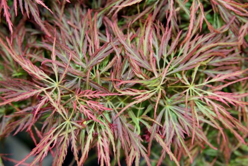 - Acer palmatum 'Pink Filigree' Weeping Japanese Maple - Mr Maple │ Buy Japanese Maple Trees