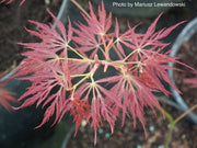 - Acer palmatum 'Pink Filigree' Weeping Japanese Maple - Mr Maple │ Buy Japanese Maple Trees