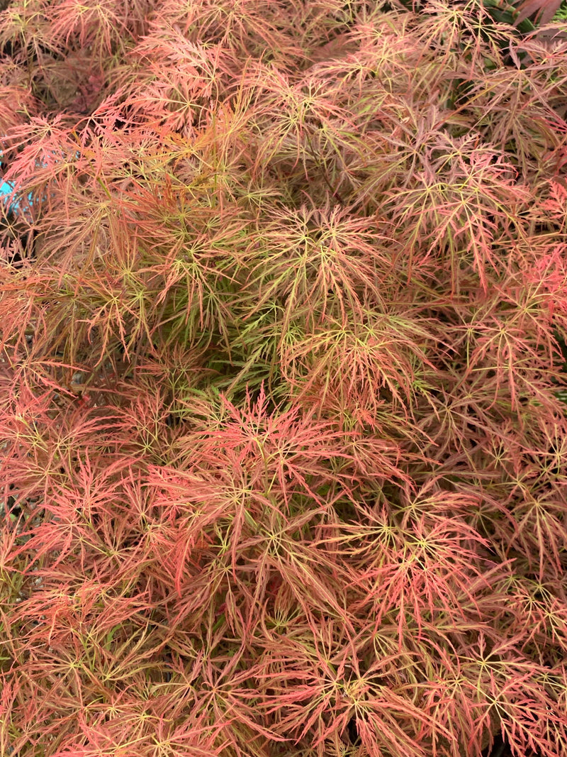 - Acer palmatum 'Pink Filigree' Weeping Japanese Maple - Mr Maple │ Buy Japanese Maple Trees