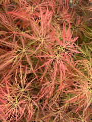 - Acer palmatum 'Pink Filigree' Weeping Japanese Maple - Mr Maple │ Buy Japanese Maple Trees