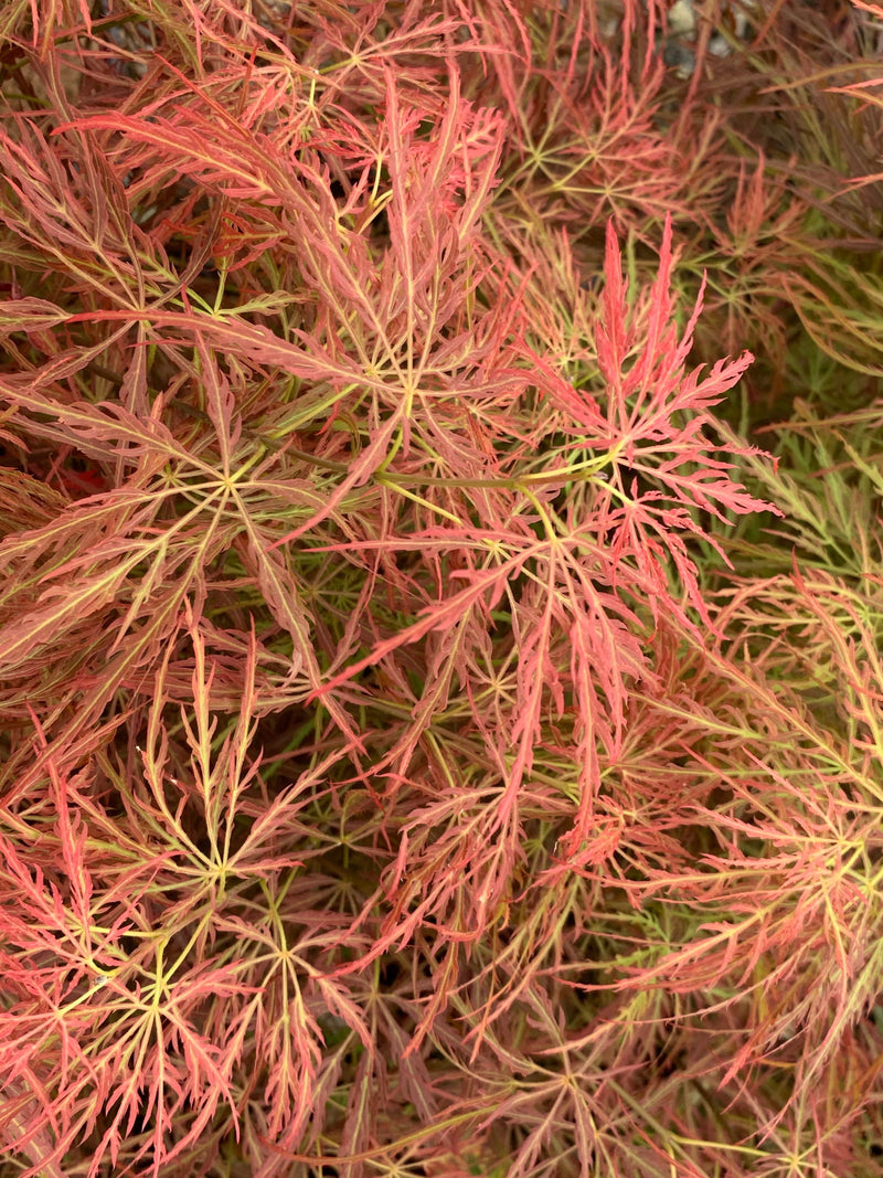 - Acer palmatum 'Pink Filigree' Weeping Japanese Maple - Mr Maple │ Buy Japanese Maple Trees