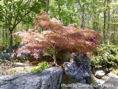 - Acer palmatum 'Pink Lace' Weeping Japanese Maple - Mr Maple │ Buy Japanese Maple Trees