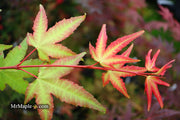 - Acer palmatum 'Pink Panther' Japanese Maple - Mr Maple │ Buy Japanese Maple Trees