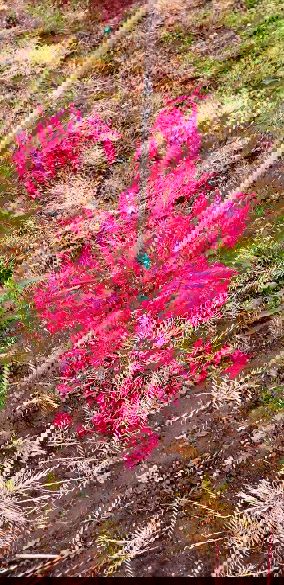 - Acer palmatum 'Pink Panther' Japanese Maple - Mr Maple │ Buy Japanese Maple Trees