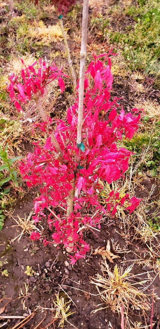 '- Acer palmatum 'Pink Panther' Japanese Maple - Mr Maple │ Buy Japanese Maple Trees