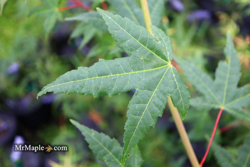 - Acer palmatum 'Pink Panther' Japanese Maple - Mr Maple │ Buy Japanese Maple Trees