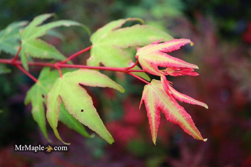 - Acer palmatum 'Pink Panther' Japanese Maple - Mr Maple │ Buy Japanese Maple Trees