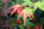 - Acer palmatum 'Pink Panther' Japanese Maple - Mr Maple │ Buy Japanese Maple Trees