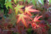 - Acer palmatum 'Pink Panther' Japanese Maple - Mr Maple │ Buy Japanese Maple Trees