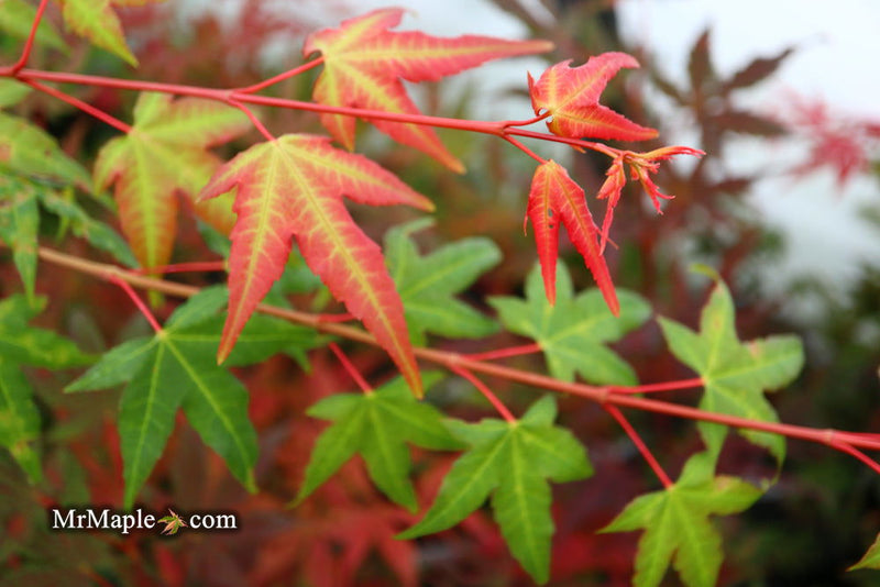 - Acer palmatum 'Pink Panther' Japanese Maple - Mr Maple │ Buy Japanese Maple Trees