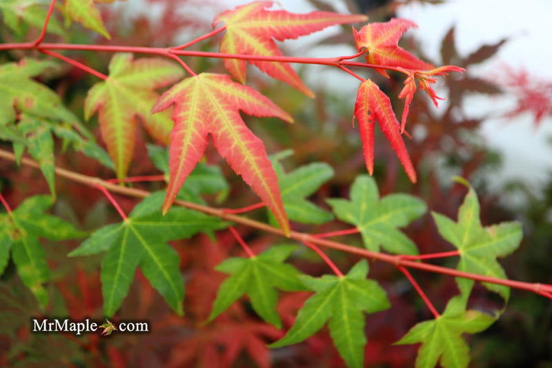 - Acer palmatum 'Pink Panther' Japanese Maple - Mr Maple │ Buy Japanese Maple Trees