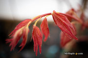 - Acer palmatum 'Pink Panther' Japanese Maple - Mr Maple │ Buy Japanese Maple Trees