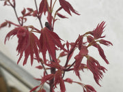 - Acer palmatum 'Pink Panther' Japanese Maple - Mr Maple │ Buy Japanese Maple Trees