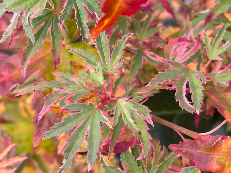 - Acer palmatum 'Pink Princess' Dwarf Pink Variegated Japanese Maple - Mr Maple │ Buy Japanese Maple Trees