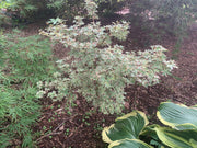 - Acer palmatum 'Pink Princess' Dwarf Pink Variegated Japanese Maple - Mr Maple │ Buy Japanese Maple Trees