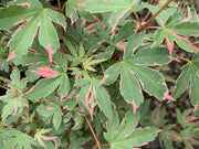 - Acer palmatum 'Pink Princess' Dwarf Pink Variegated Japanese Maple - Mr Maple │ Buy Japanese Maple Trees