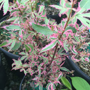- Acer palmatum 'Pink Princess' Dwarf Pink Variegated Japanese Maple - Mr Maple │ Buy Japanese Maple Trees