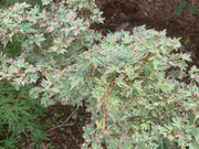 - Acer palmatum 'Pink Princess' Dwarf Pink Variegated Japanese Maple - Mr Maple │ Buy Japanese Maple Trees