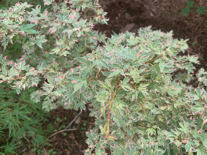- Acer palmatum 'Pink Princess' Dwarf Pink Variegated Japanese Maple - Mr Maple │ Buy Japanese Maple Trees