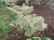- Acer palmatum 'Pink Princess' Dwarf Pink Variegated Japanese Maple - Mr Maple │ Buy Japanese Maple Trees