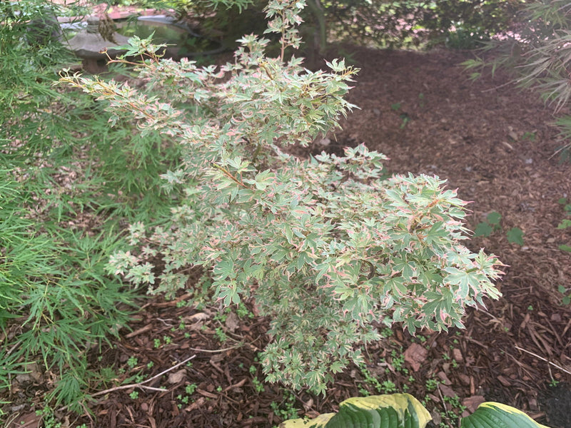 - Acer palmatum 'Pink Princess' Dwarf Pink Variegated Japanese Maple - Mr Maple │ Buy Japanese Maple Trees