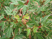 - Acer palmatum 'Pink Princess' Dwarf Pink Variegated Japanese Maple - Mr Maple │ Buy Japanese Maple Trees