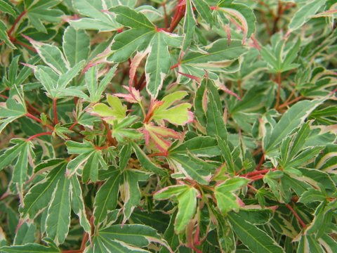 - Acer palmatum 'Pink Princess' Dwarf Pink Variegated Japanese Maple - Mr Maple │ Buy Japanese Maple Trees