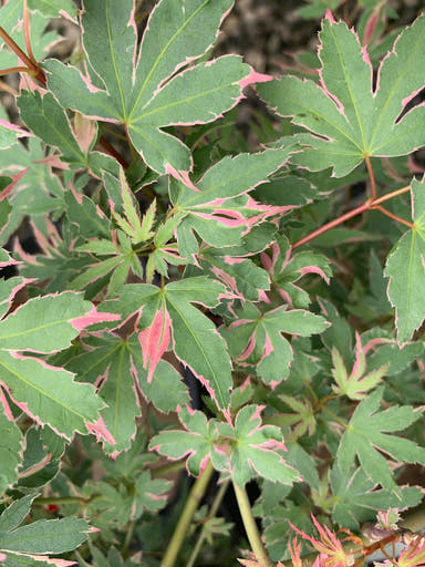 - Acer palmatum 'Pink Princess' Dwarf Pink Variegated Japanese Maple - Mr Maple │ Buy Japanese Maple Trees