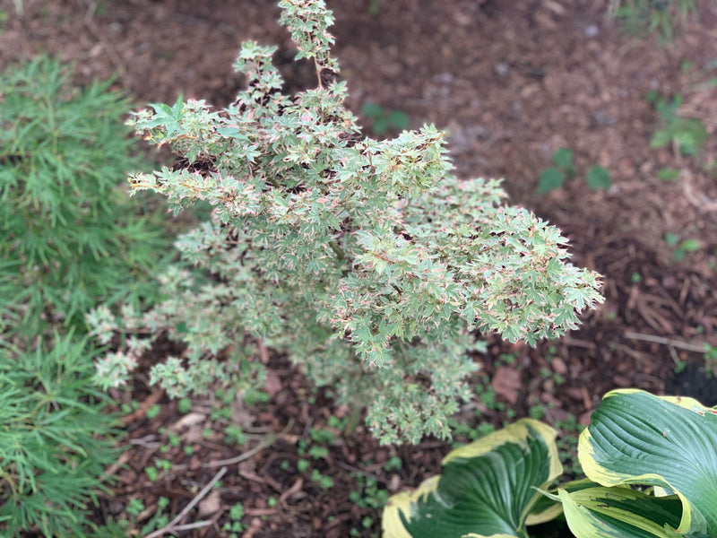 - Acer palmatum 'Pink Princess' Dwarf Pink Variegated Japanese Maple - Mr Maple │ Buy Japanese Maple Trees