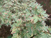 - Acer palmatum 'Pink Princess' Dwarf Pink Variegated Japanese Maple - Mr Maple │ Buy Japanese Maple Trees