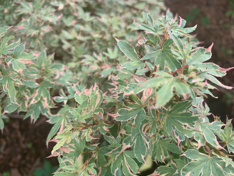 - Acer palmatum 'Pink Princess' Dwarf Pink Variegated Japanese Maple - Mr Maple │ Buy Japanese Maple Trees