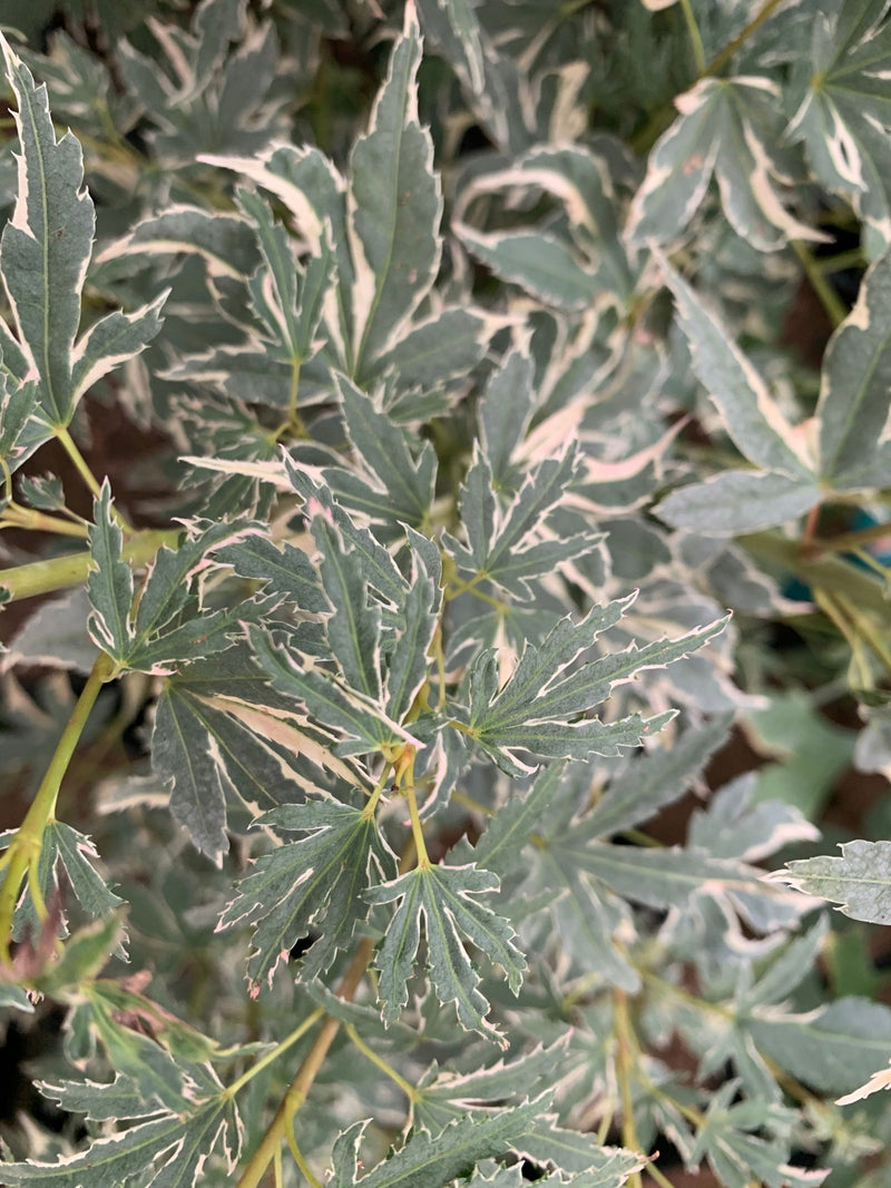 - Acer palmatum 'Pink Princess' Dwarf Pink Variegated Japanese Maple - Mr Maple │ Buy Japanese Maple Trees