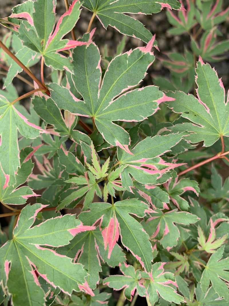- Acer palmatum 'Pink Princess' Dwarf Pink Variegated Japanese Maple - Mr Maple │ Buy Japanese Maple Trees