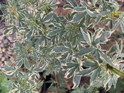 - Acer palmatum 'Pink Princess' Dwarf Pink Variegated Japanese Maple - Mr Maple │ Buy Japanese Maple Trees