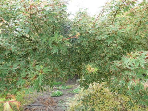 - Acer palmatum 'Pink Princess' Dwarf Pink Variegated Japanese Maple - Mr Maple │ Buy Japanese Maple Trees