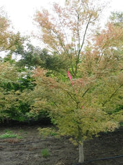 - Acer palmatum 'Pink Princess' Dwarf Pink Variegated Japanese Maple - Mr Maple │ Buy Japanese Maple Trees