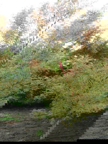 - Acer palmatum 'Pink Princess' Dwarf Pink Variegated Japanese Maple - Mr Maple │ Buy Japanese Maple Trees