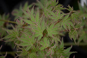 - Acer palmatum 'Pink Princess' Dwarf Pink Variegated Japanese Maple - Mr Maple │ Buy Japanese Maple Trees