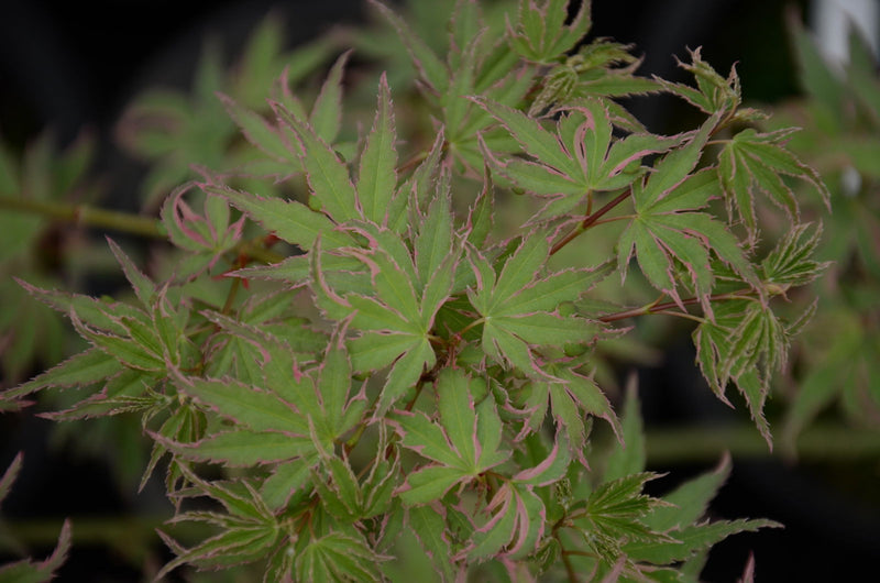 - Acer palmatum 'Pink Princess' Dwarf Pink Variegated Japanese Maple - Mr Maple │ Buy Japanese Maple Trees