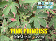 - Acer palmatum 'Pink Princess' Dwarf Pink Variegated Japanese Maple - Mr Maple │ Buy Japanese Maple Trees