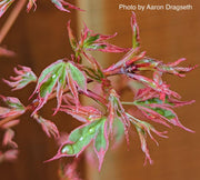 - Acer palmatum 'Pink Princess' Dwarf Pink Variegated Japanese Maple - Mr Maple │ Buy Japanese Maple Trees