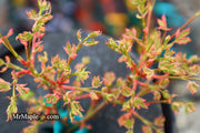 - Acer palmatum 'Pink Princess' Dwarf Pink Variegated Japanese Maple - Mr Maple │ Buy Japanese Maple Trees