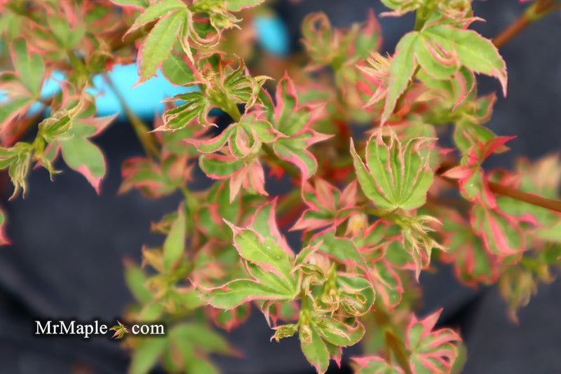 - Acer palmatum 'Pink Princess' Dwarf Pink Variegated Japanese Maple - Mr Maple │ Buy Japanese Maple Trees